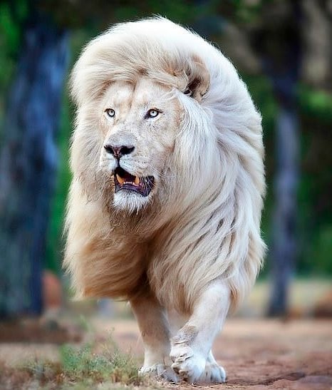 Un Photographe Immortalise La Beaut D un Lion Blanc Sous Toutes Ses un-photographe-immortalise-la-beaut-d-un-lion-blanc-sous-toutes-ses